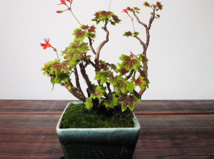 25 капель — и герань перестала лысеть зимой. 3 подкормки, которые реально работают (проверено на своих растениях)