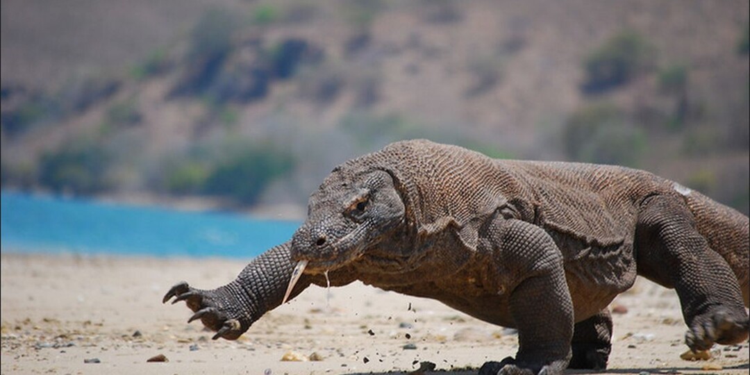 Это не ящерицы, а настоящие ДРАКОНЫ! Самые огромные ящерицы на планете