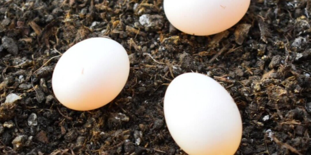 Яйца с банановой кожурой создают комплексное удобрение