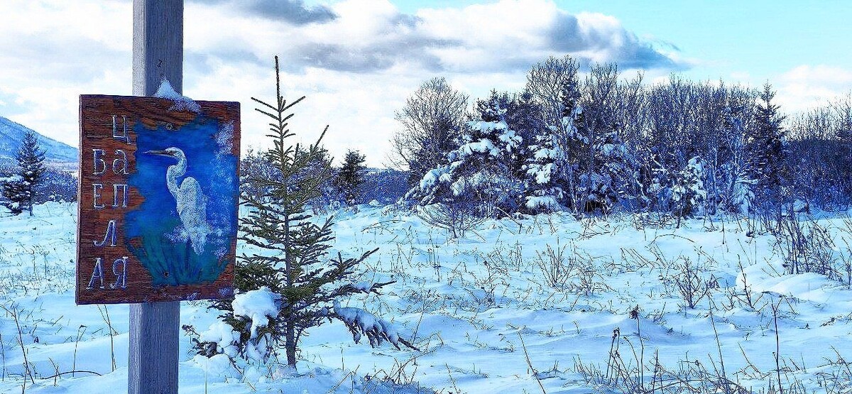 Экотропа "Болотный сад", остров Кунашир, 3 декабря 2025 года. 