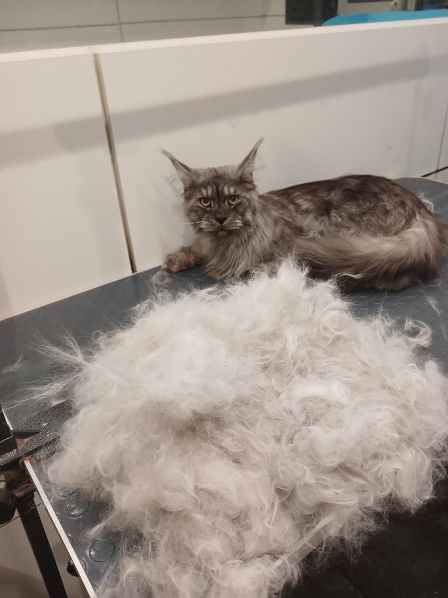 Экспресс-линька для Мейн-куна 