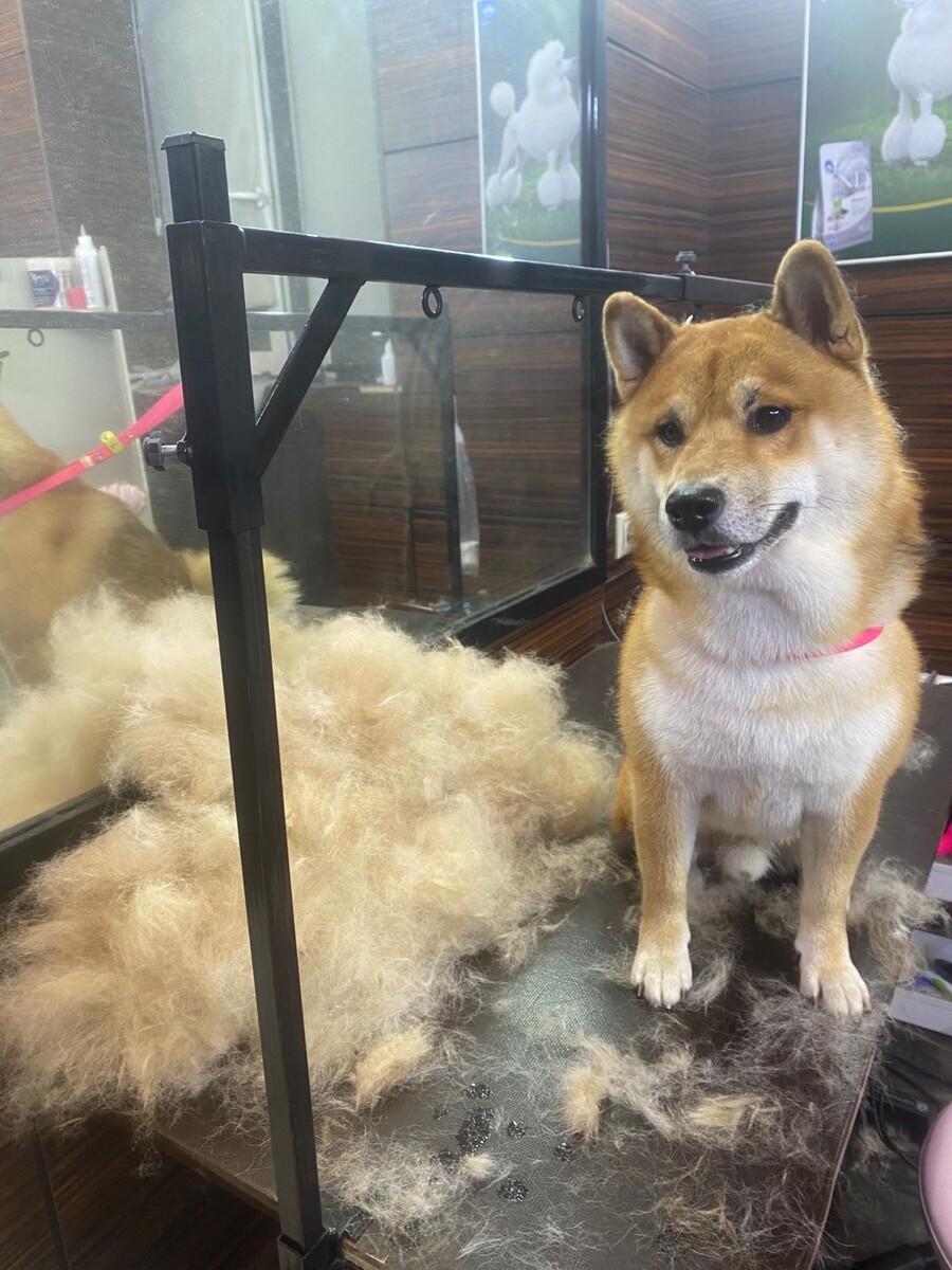 Экспресс-линька для Сиба-Ину 