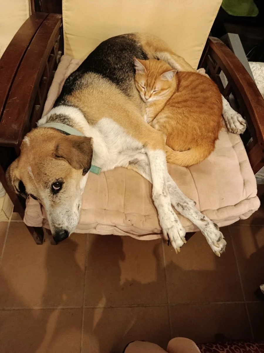 Дина и одна из наших собак. С кошками - паника, с собаками полный мир.