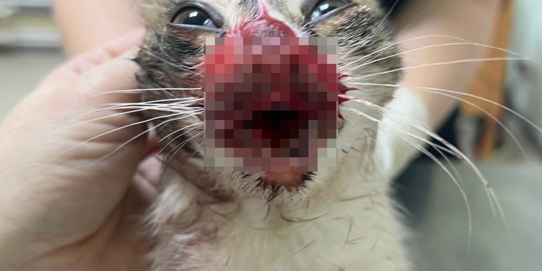 СОБИРАЕМ НА ОПЛАТУ ЛЕЧЕНИЯ