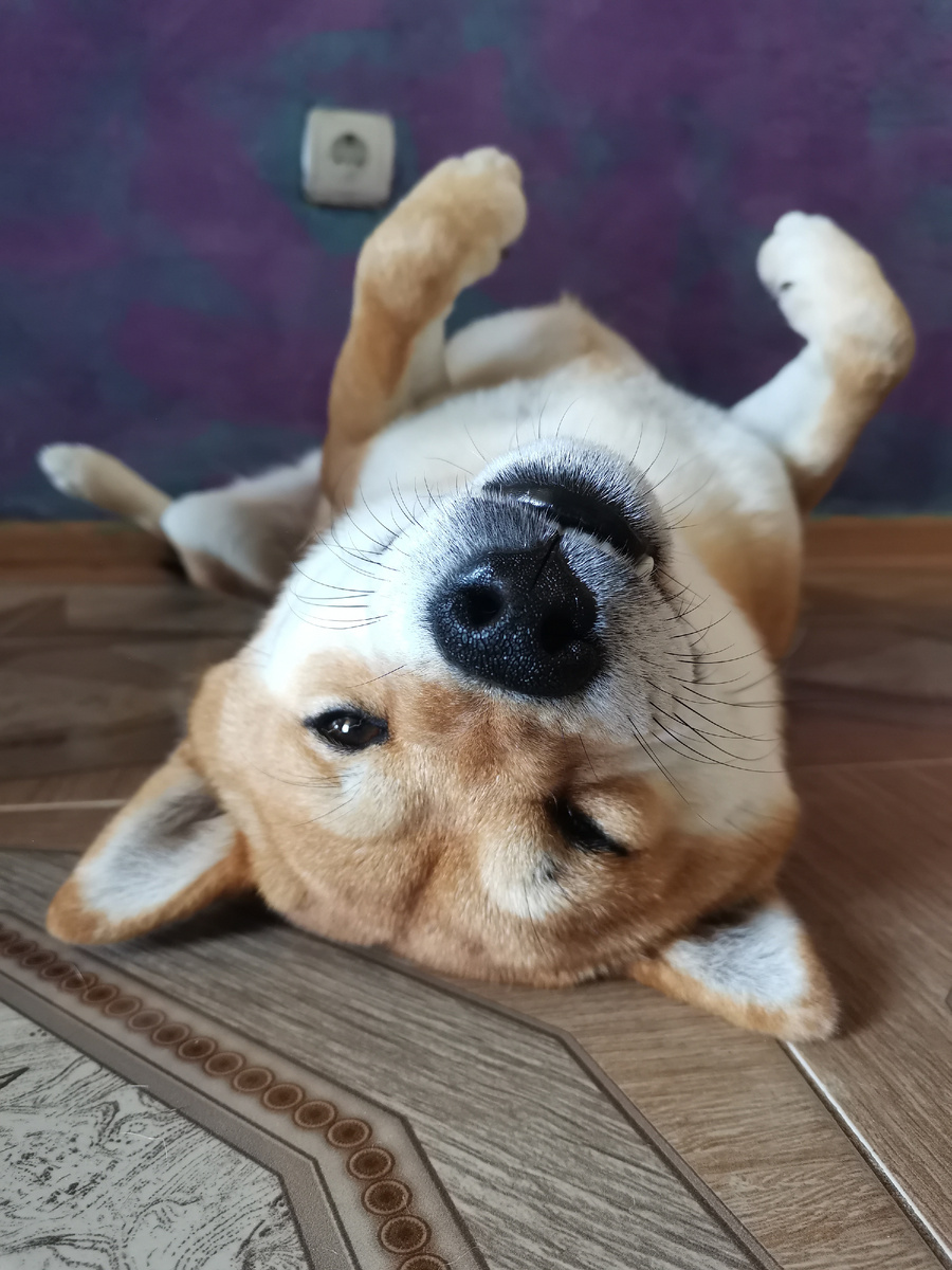 Мой хитрый жук.