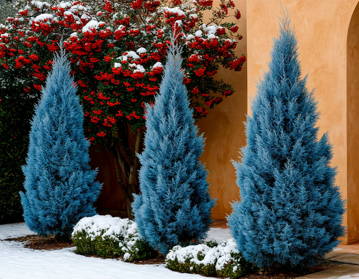 Можжевельник Мунглоу + пираканта