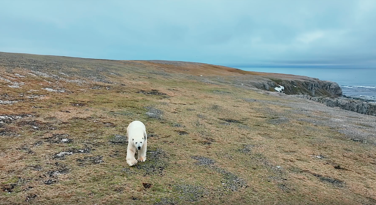 Нацпарк «Русская Арктика» был создан для защиты уникальной арктической природы, в том числе – белых медведей. Скриншот тизера. Источник: rutube.ru