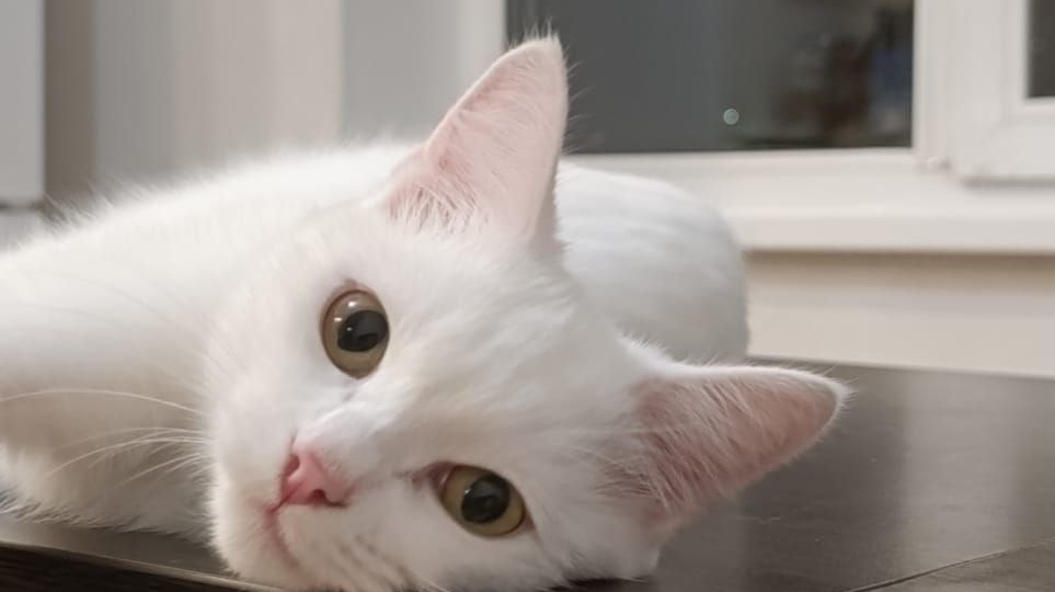 Из брошенной коробки — в королевы дома! Белоснежный привет от Агнес!