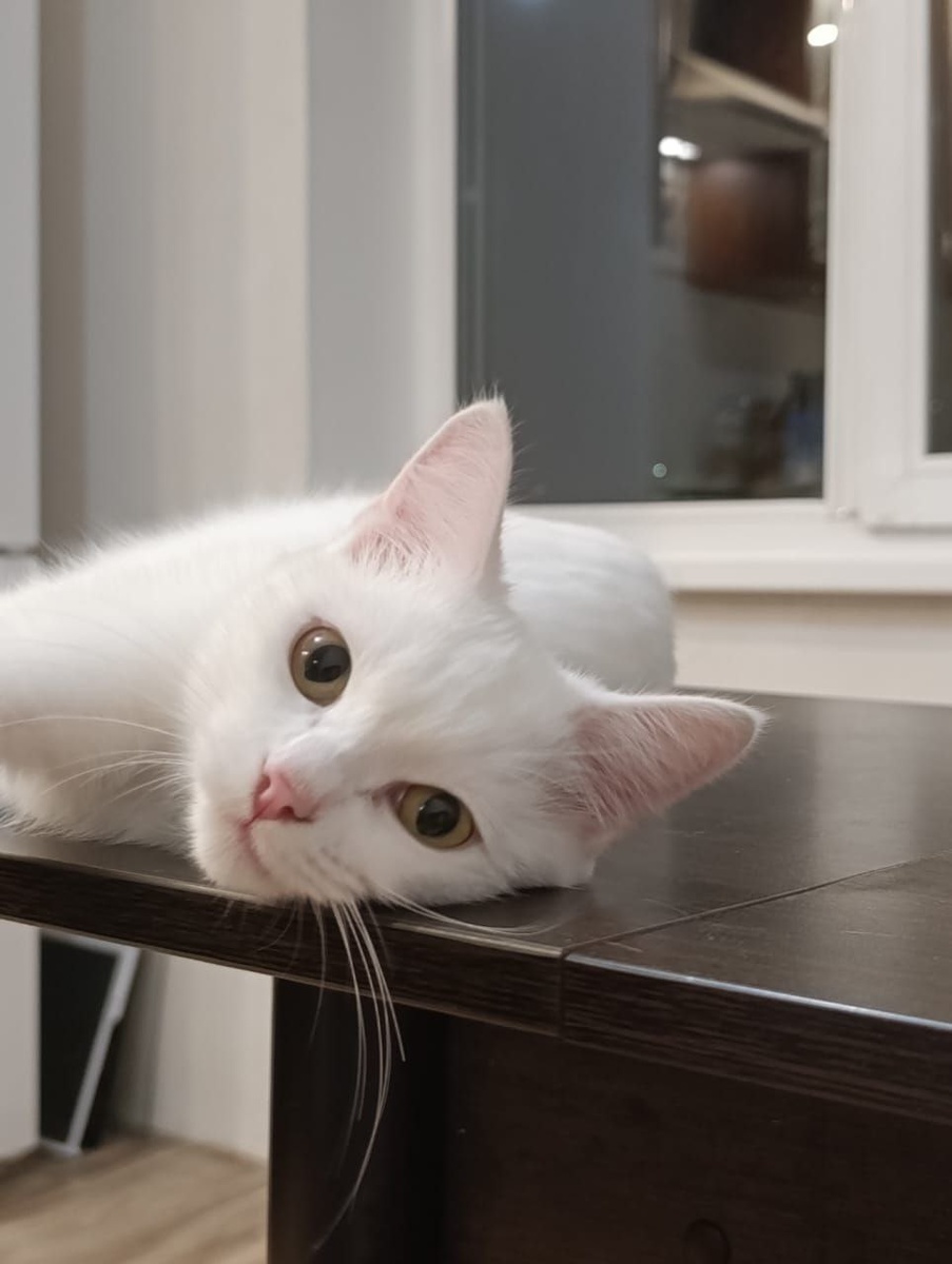 Агнес наслаждается вниманием хозяев по-королевски!