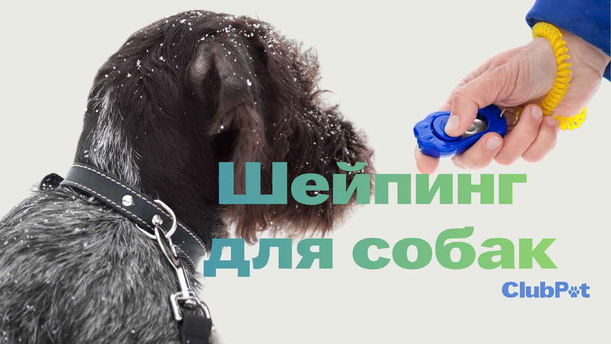 Шейпинг для собак