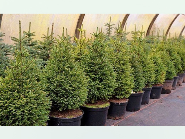 По горшкам и по елкам. Тверичанам советуют, как сохранить новогоднее дерево