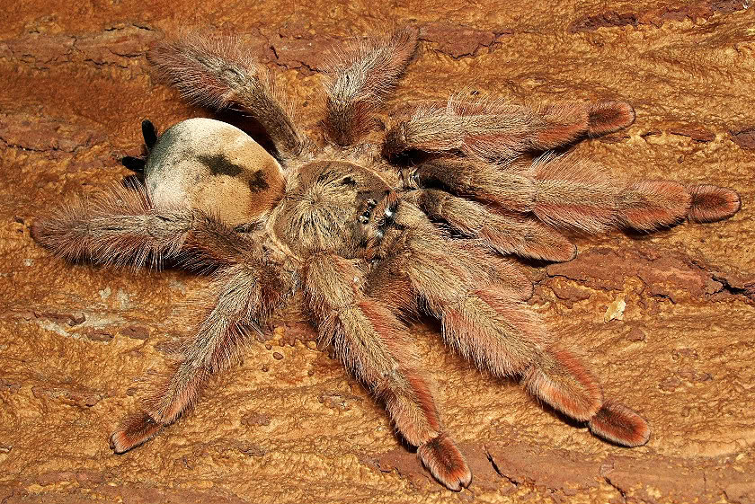 "Я не ел уже час, что за дела!?"