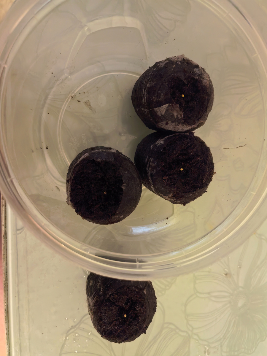 Торфяные таблетки с поселенцами