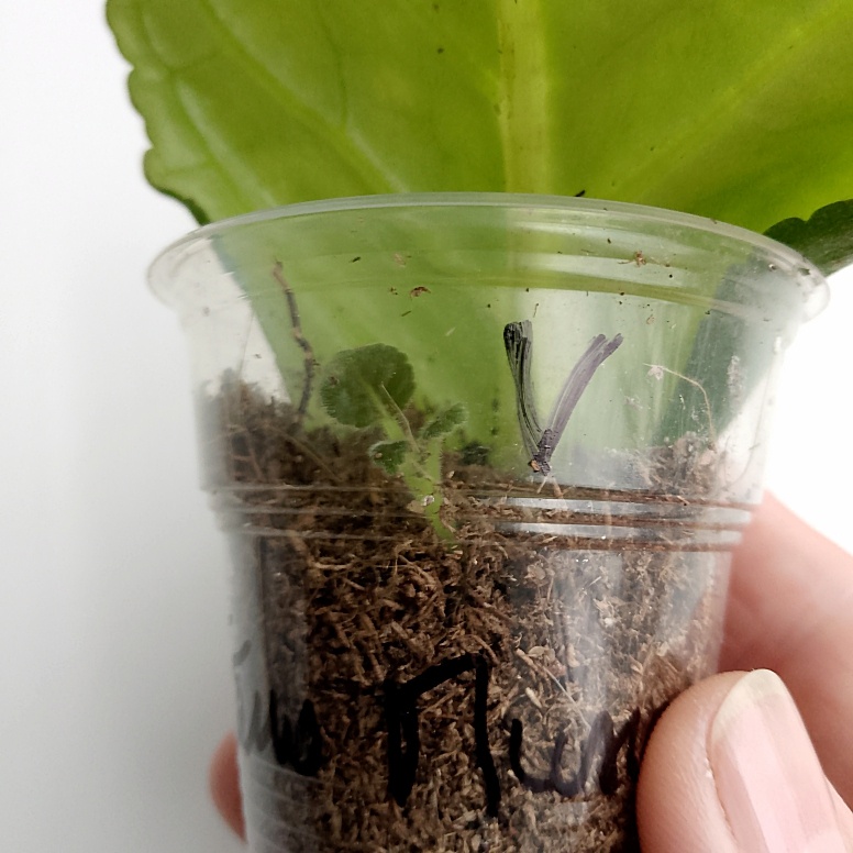 Лист с глоксинии Блю Пикоти