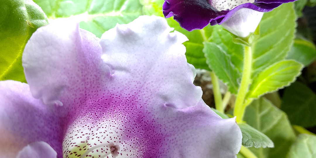 День ГЛОКСИНИЙ: полив, подкормка, проверка клубеньков на отдыхе