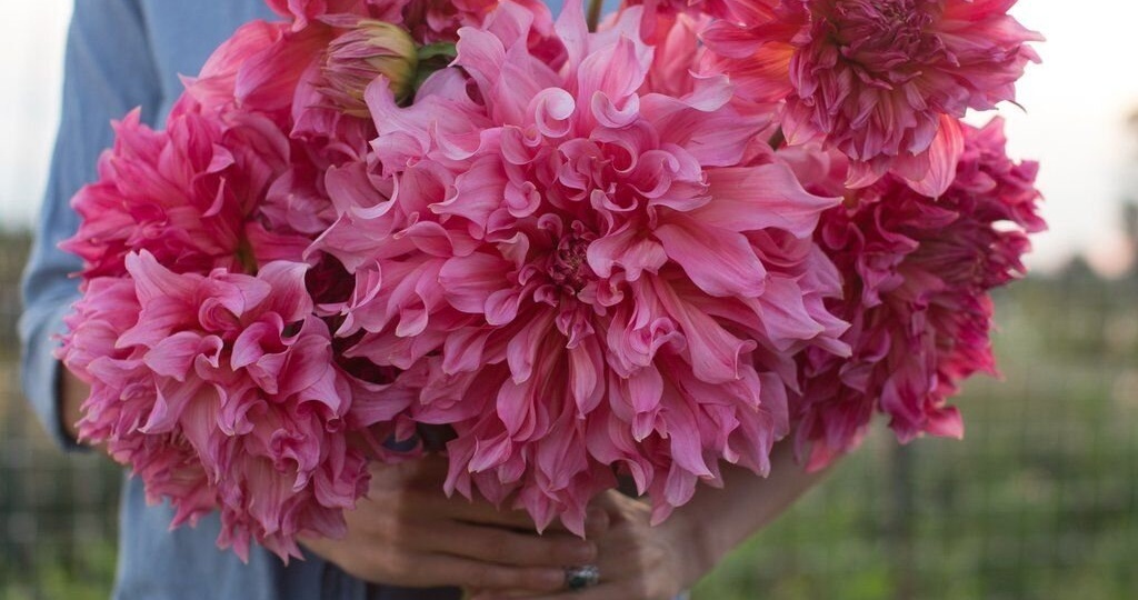 Виды георгинов: гид по выбору сортов