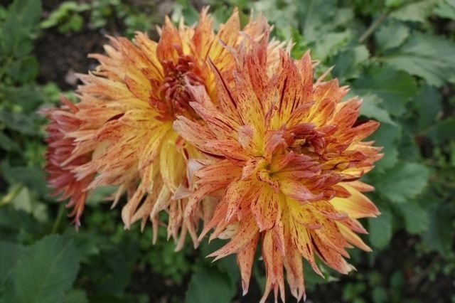 Фото: георгин Кэмбридж