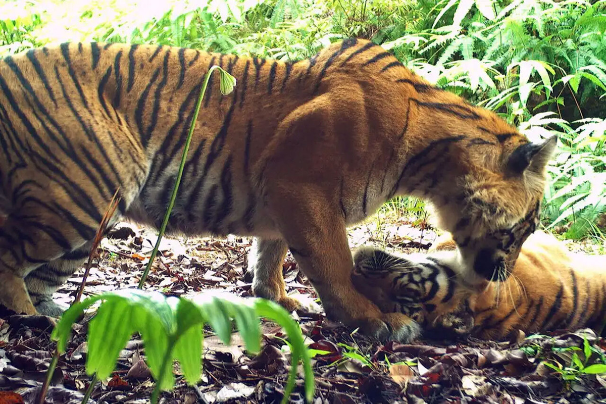     Фото: Figel et al. 2025, BKSDA-Aceh, DLHK Взрослая тигрица вылизывает подросшего детеныша, которого спустя восемь месяцев заметили уже полностью самостоятельным.