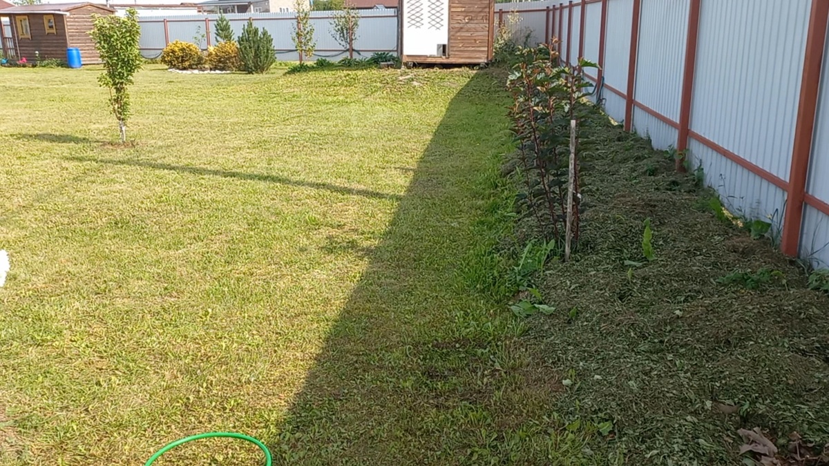 Кустики через год после посадки у забора