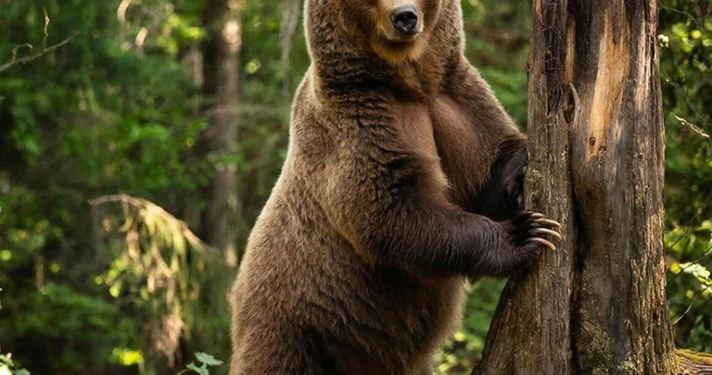 Можно ли есть медведя (медвежатину)