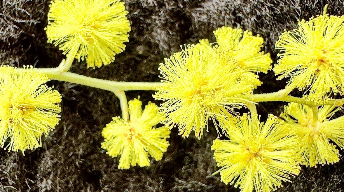 Мимоза, веточка подобрана с земли