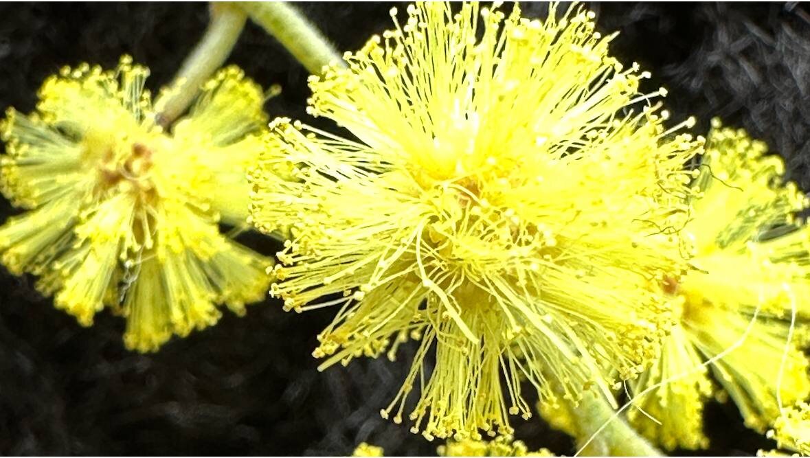 Рука не поднялась сорвать эти желтые шарики