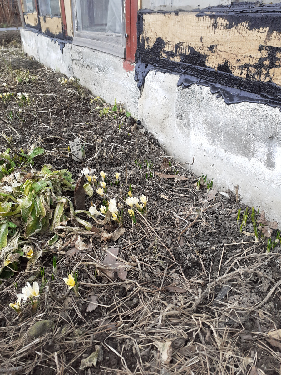 КРОКУСЫ-МАЛЫШКИ УЖЕ РАСЦВЕЛИ