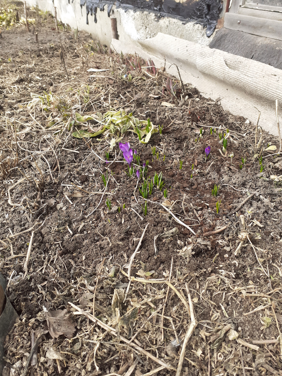 Фиолетовые крокусы больше размером.