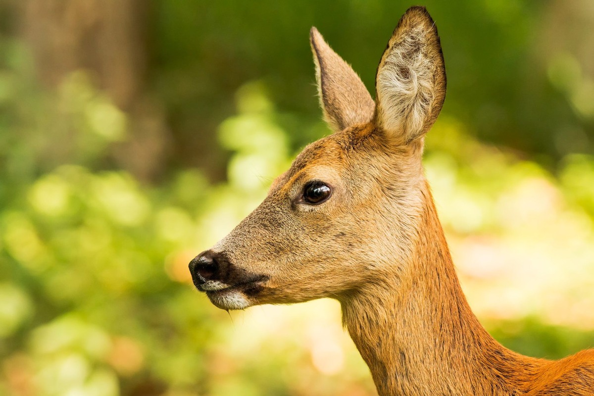 Косуля. Но такую косулю эта "тройка" не видела.