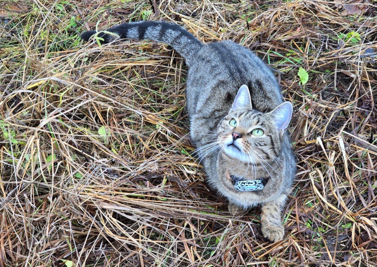 Кот даволен таким декабрем. Мыши ловятся. Лапы не мурзнут