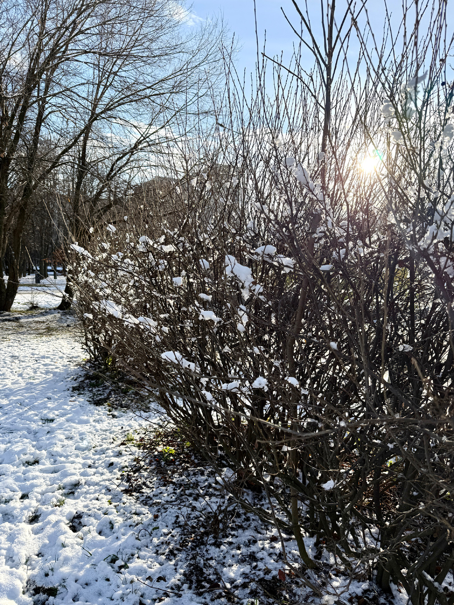 Ноябрьский снежок