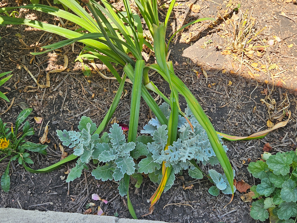 Середина июня, растениям 3,5 месяца