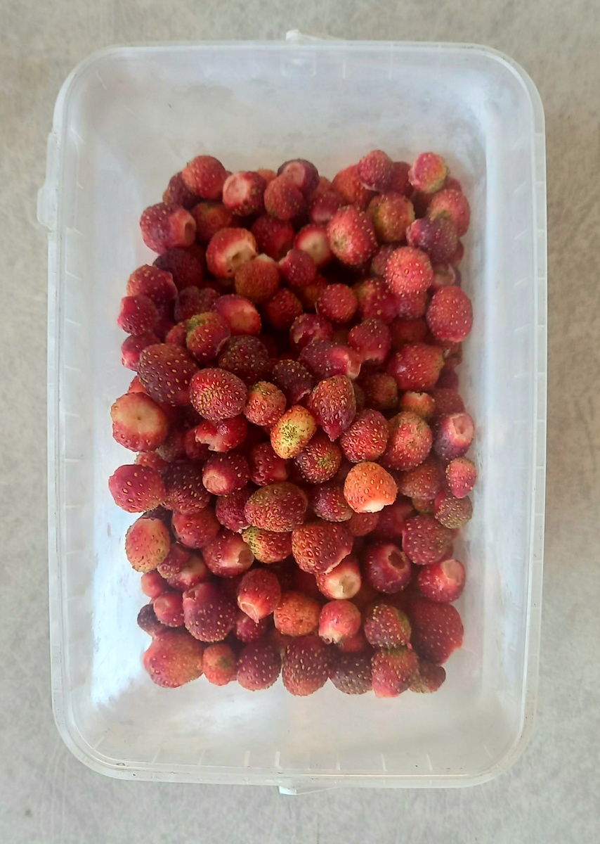 Такая она домашняя земляника