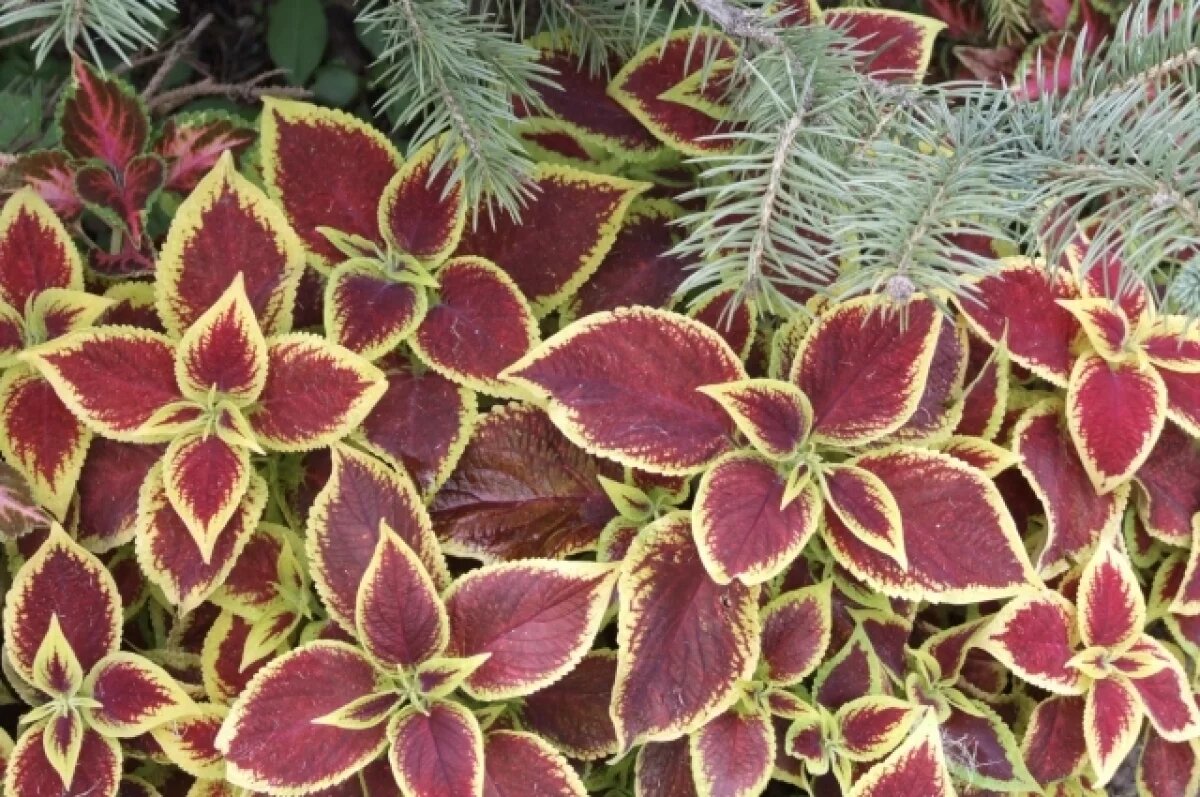    Тюменские агрономы поделились советами по уходу за колеусом зимой