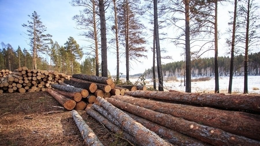 Судьба Бакайла решилась! Прошло важное совещание по выбрубкам леса на озере