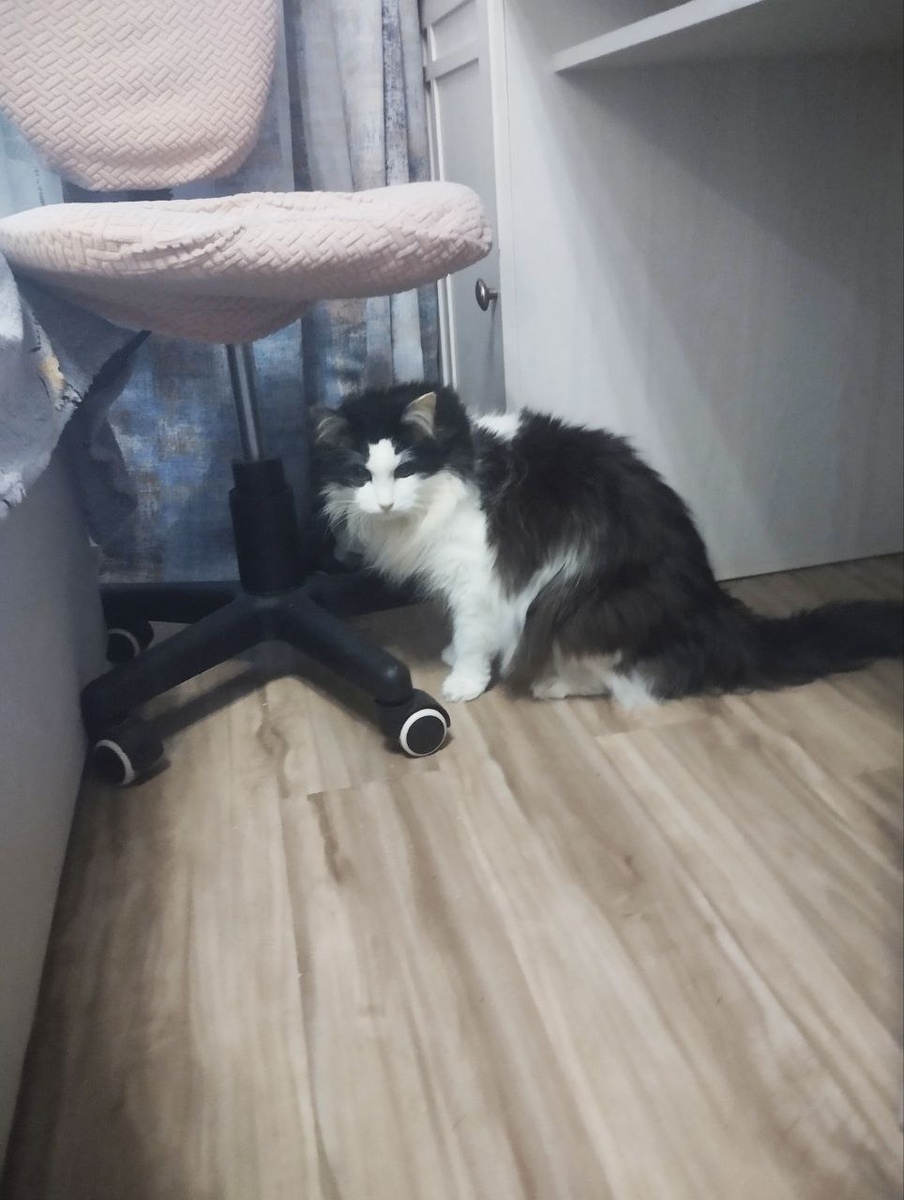 Позировать отказался напрочь. Так что как есть.