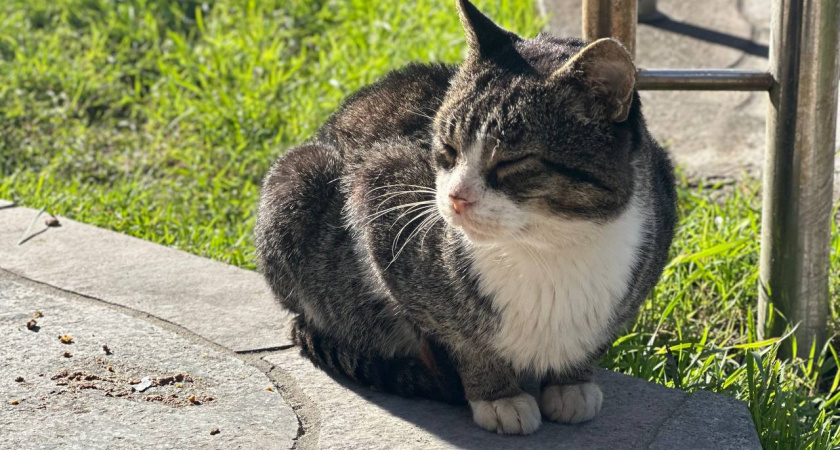    Первый городской канал Калининград