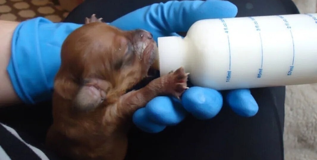 Лес стал их общим домом