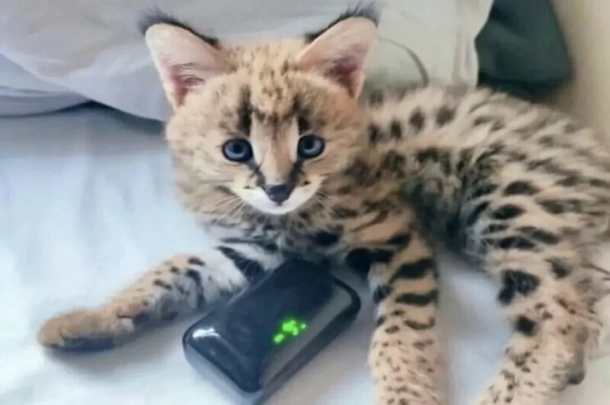    Котята саванна за 300 тысяч рублей появились в Новосибирске