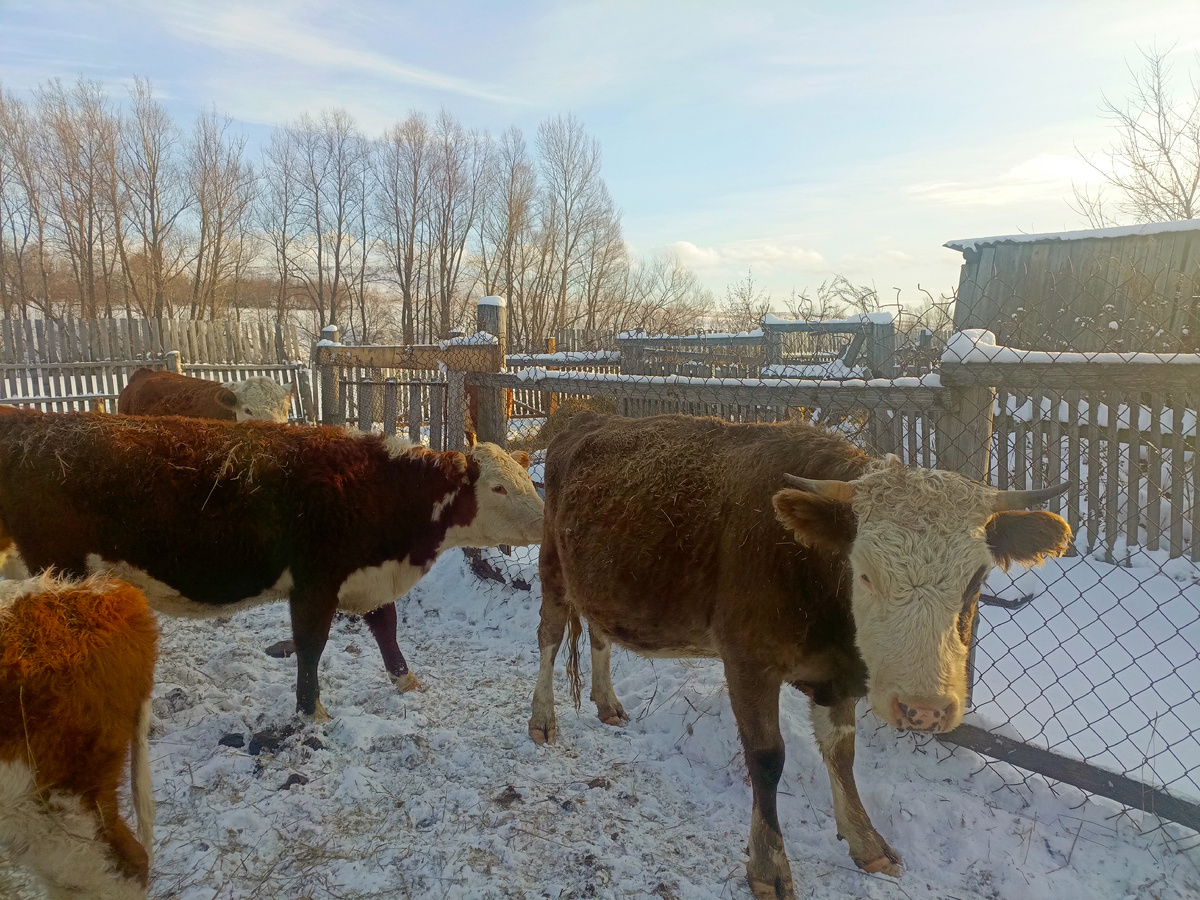 Роза за Донькой пристроилась.