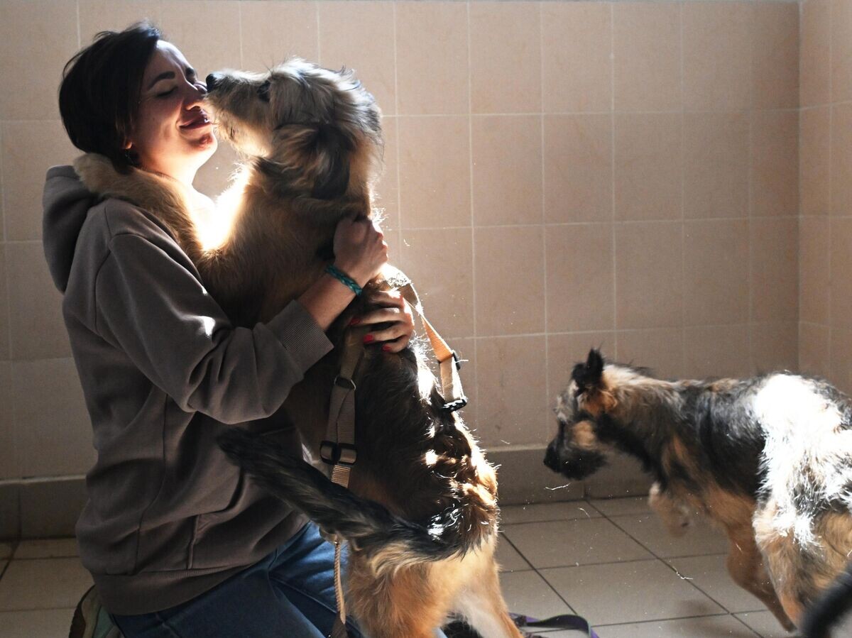    Сотрудница приюта для бездомных животных в Зеленограде играет с собаками | © РИА Новости / Михаил Воскресенский