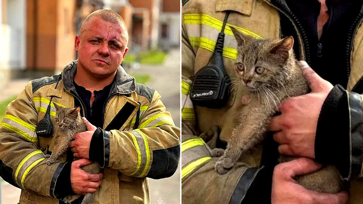 Котенок и его спаситель - пожарный МЧС г.Саратов, пожелавший остаться неизвестным. ЕЩЕ ФОТО 