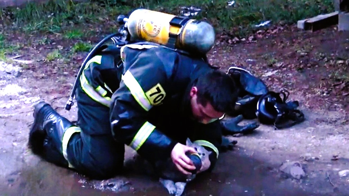 Спасатель Андрей Мейстер г.Тверь реанимировал кота, стоя на коленях в грязи. Видео засняли очевидцы. "Добро пожаловать на Землю котик!" писали растроганные зрители. ЕЩЕ фото -->>