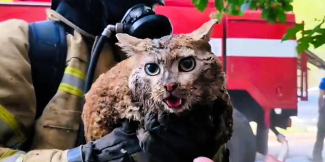 Спасти кота или следовать инструкции: что делают пожарные, когда на кону жизнь животного