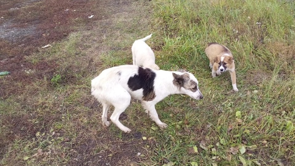 Очень важный сбор