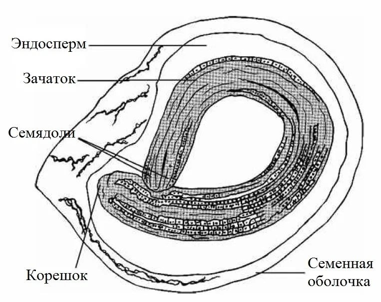 Семечка перца