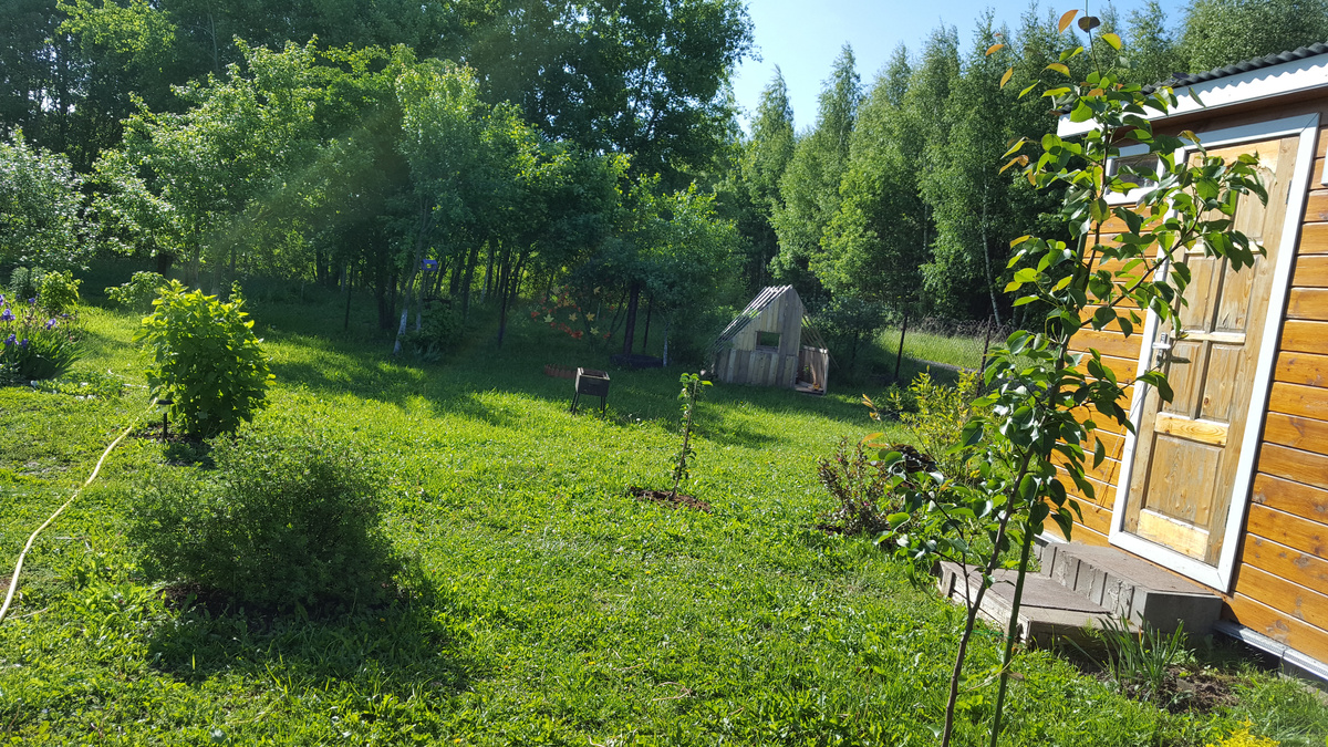 Молодой саженец груши на первом плане