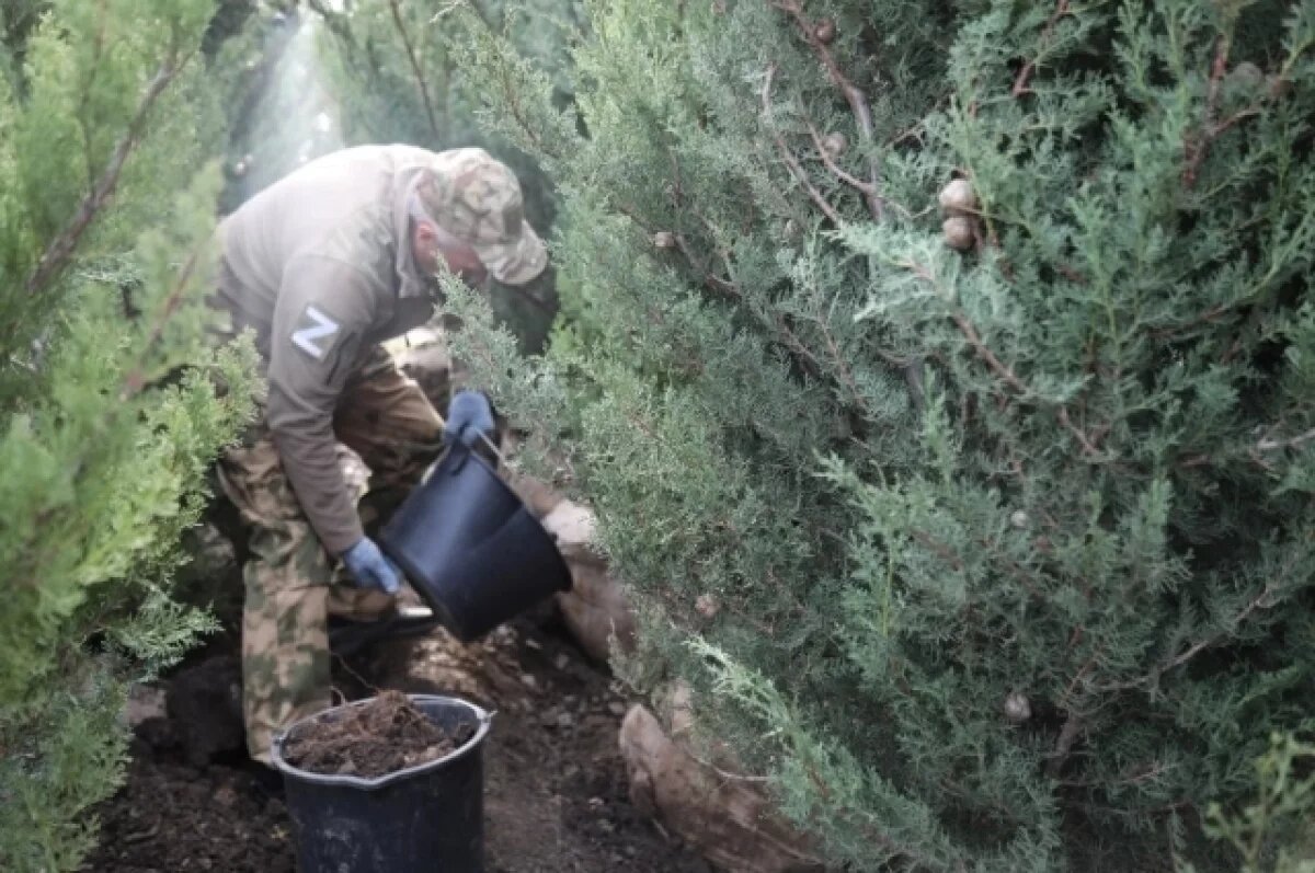    В память о погибших в ходе СВО земляках в Алуште высадили кипарисовую аллею
