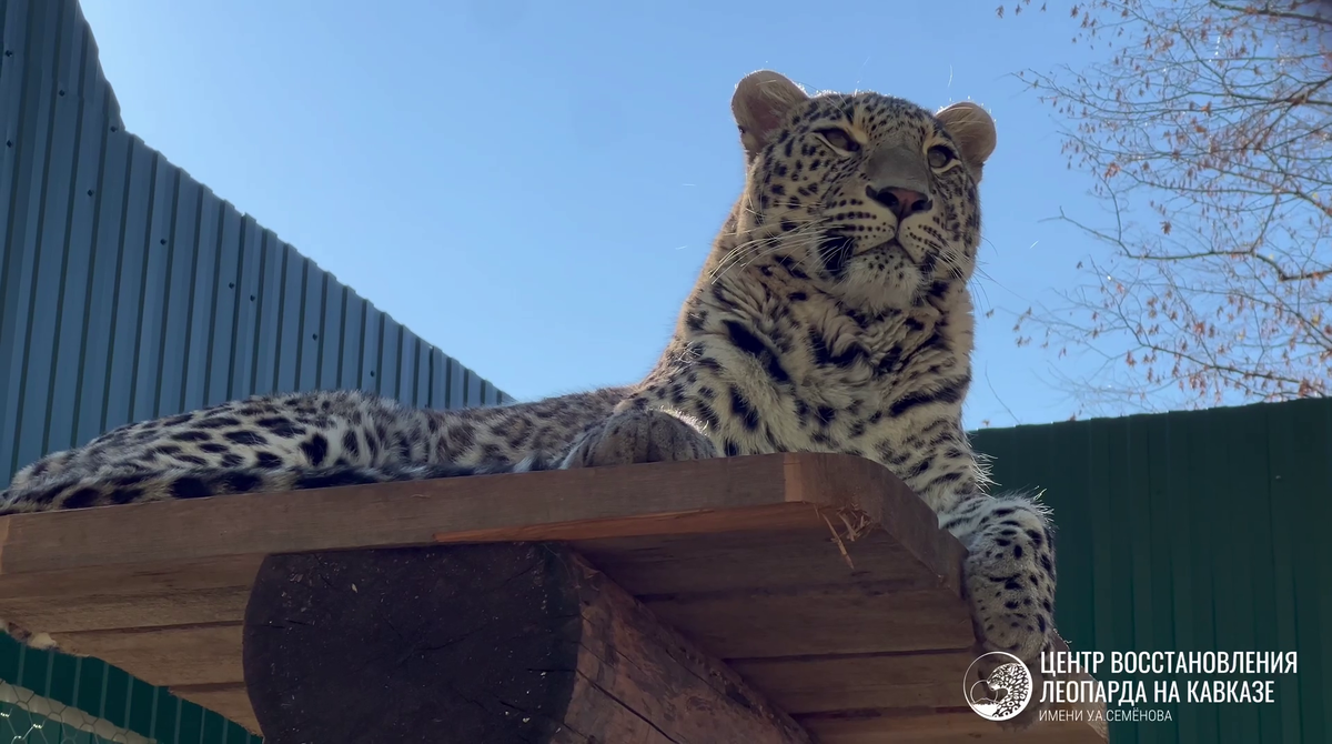    Фото: Telegram/Центр восстановления леопарда на Кавказе имени У.А. Семенова