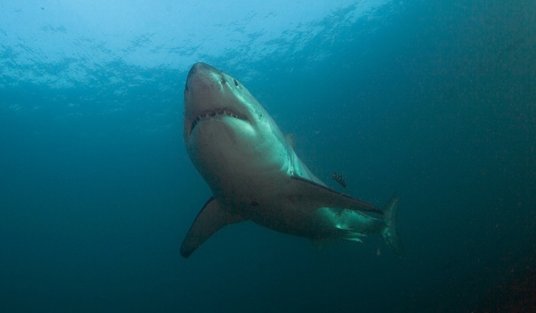 По прозвищу "Белая смерть": как убивает самая опасная акула на планете!